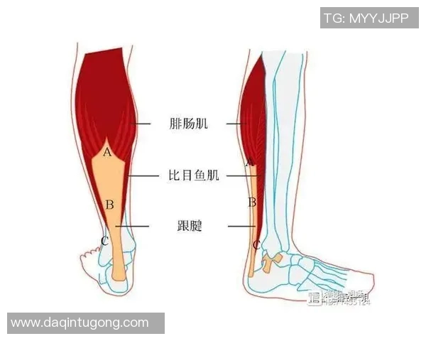 足球明星大腿肌肉训练秘籍揭秘助你塑造完美腿部线条
